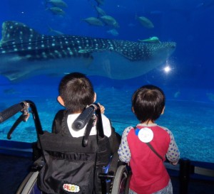 1月美ら海水族館21