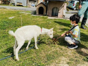 ヤギかいせい