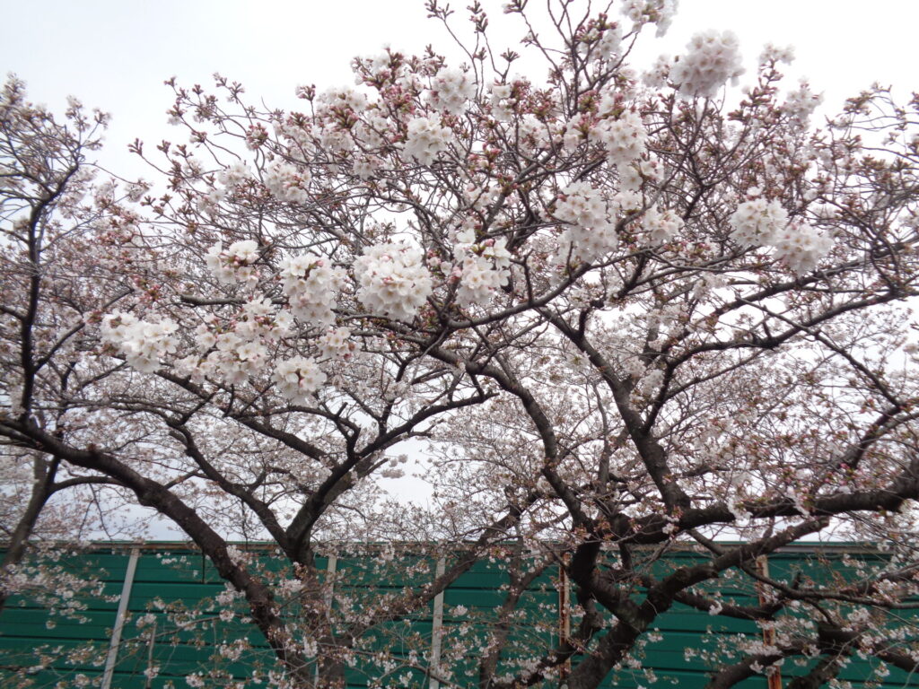2024/5/27　　奥戸教室🌷