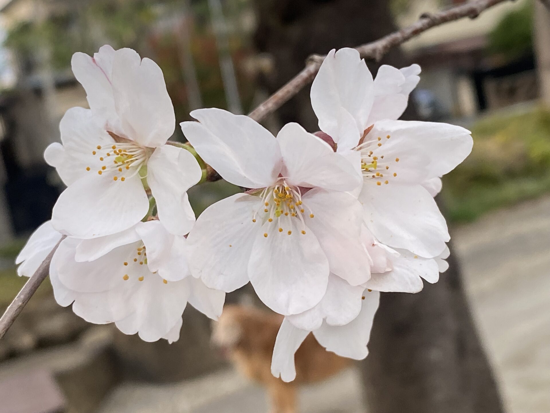 西新小岩教室　4/23