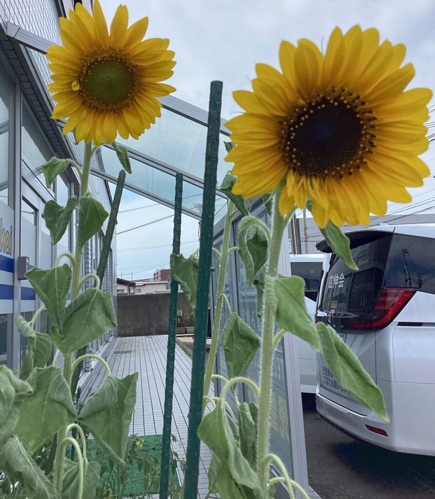 ますいずみ7月号🌻